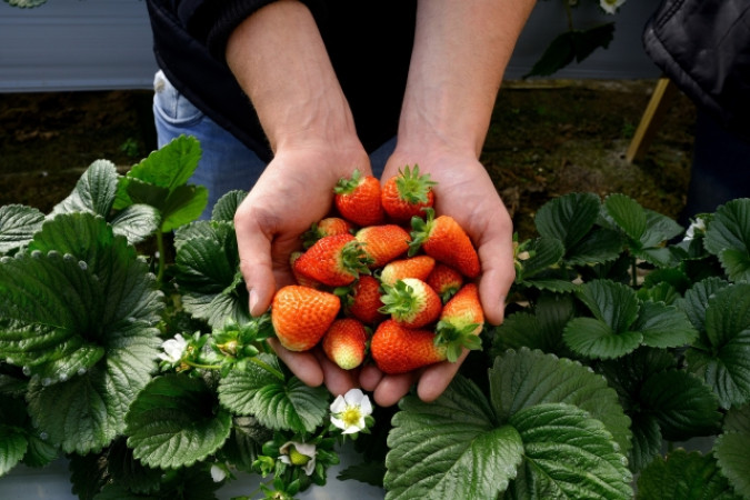 Parceria entre Sicredi Pioneira RS e startup oferece ferramenta de gestão a produtores rurais